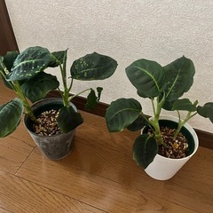 観葉植物　ディフェンバキア  リフレクター