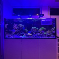 Red Sea レッドシー オーバーフロー水槽 350