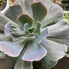 ベレン　多肉植物