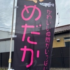 メダカ　めだか　　竜ヶ崎まいんばざーる