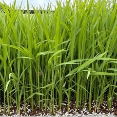 コシヒカリ苗