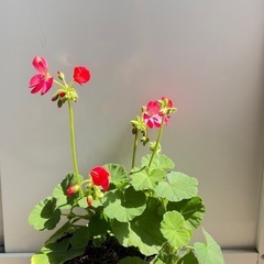 ゼラニウム