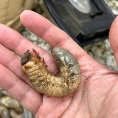 カブトムシの幼虫