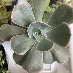 ベレン2 　多肉植物