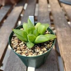 ハオルチア　レツーサ１株