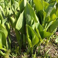 採りたてのうるい🌿　10本🌿引取限定🌿