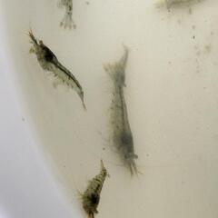 ミナミヌマエビ　10匹の画像