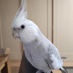 【迷子】オカメインコ　探してます！