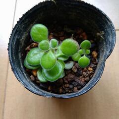 アロマティカス〜多肉植物〜
