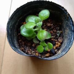 アロマティカス〜多肉植物〜の画像