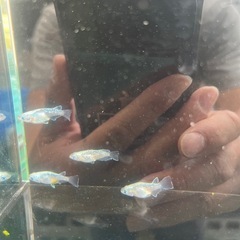 緑光半ダルマ