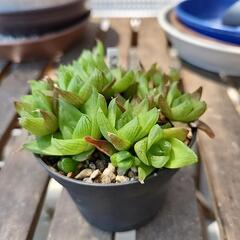 ハオルチア　京の華