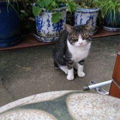猫を探しています。