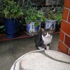 猫を探しています。 - 横浜市
