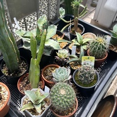 サボテンなど