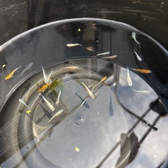 上物メダカ選別外ミックス20匹➕αの画像