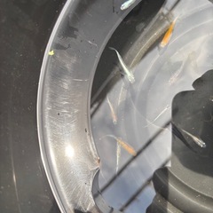 上物メダカ選別外ミックス20匹➕αの画像