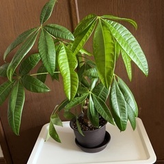 観葉植物売りますの画像