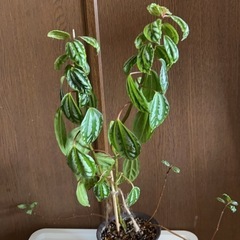 観葉植物売りますの画像