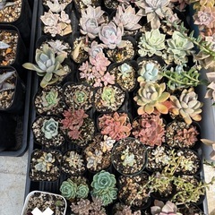 多肉植物　色々