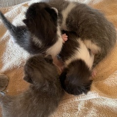 子猫4匹【1匹〜可能】里親募集中