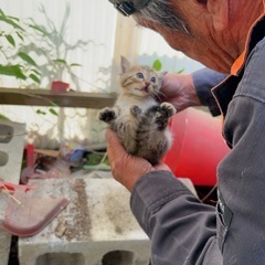 子猫