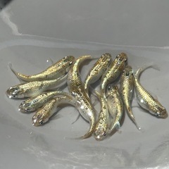 極上❗️ヒミツヘイキメダカ1ペア　　【残り3ペア❗️】 