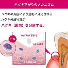 本日限定お値下げ‼️2本セット‼️お買い得‼️【G・U・M歯磨き粉 】の画像