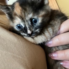 子猫里親さん募集