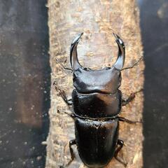 【最終値下げ】能勢YG系統　オオクワガタ　オス５頭　おまけ♀の画像