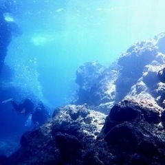 スキューバダイビングやってみませんか？🐬