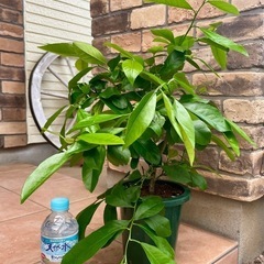 ※お申込み一件あり御商談中※◆レモンの苗木◆アゲハチョウの幼虫飼育用にいかがですか？（鉢込みの価格）の画像