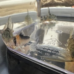 コリドラス　4匹セット