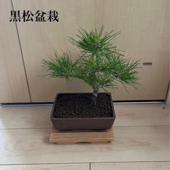 黒松