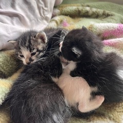 子猫　5匹
