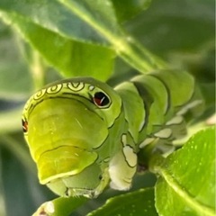 ※お申込み一件あり御商談中※◆レモンの苗木◆アゲハチョウの幼虫飼育用にいかがですか？（鉢込みの価格）の画像