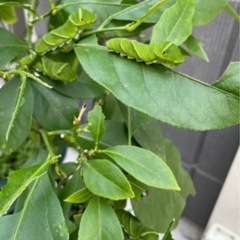 ※お申込み一件あり御商談中※◆レモンの苗木◆アゲハチョウの幼虫飼育用にいかがですか？（鉢込みの価格）の画像