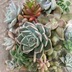 ランキングキーワードに紐づく投稿画像-多肉植物