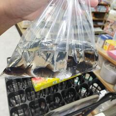 黒縁出目金6匹と赤黒の金魚1匹