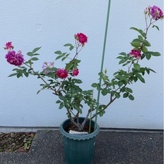 バラの大苗 各種