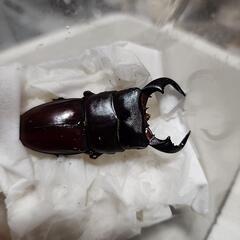 ダイオウヒラタクワガタ♂️70mm♀️フリーサイズ