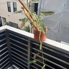 フィロデンドロン　アバタボエンセ