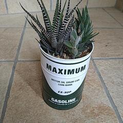 観葉植物　ハオルチアと十二の巻