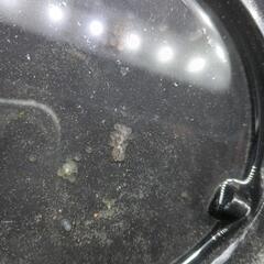 楊貴妃メダカ(約1〜1.5㌢)５匹＋有精卵５個の画像