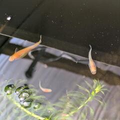 レッドクリフ紅白の画像