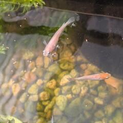 レッドクリフ紅白の画像