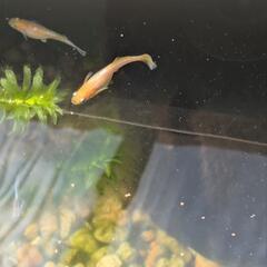 レッドクリフ紅白の画像