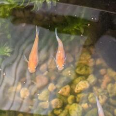 レッドクリフ紅白の画像