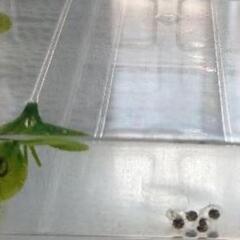 ☻アカハライモリの卵☻