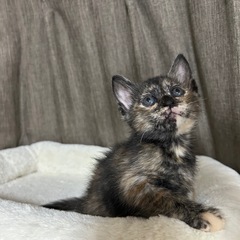 生後1ヶ月半4兄妹②さび猫女の子
